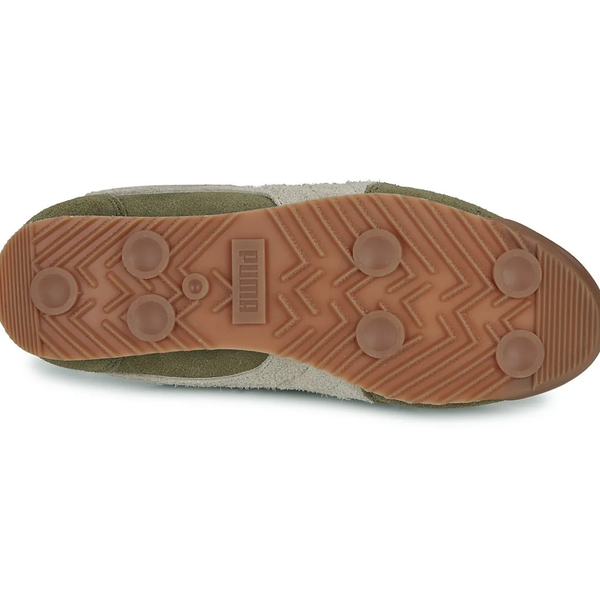 Puma ARIZONA